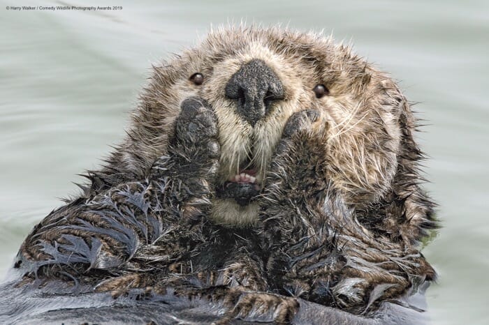comedy wildlife photo